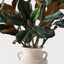 Magnolia Leaf Mix in Pot