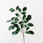 Ficus Spray