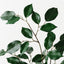 Ficus Spray