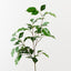 Ficus Spray