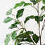 Ficus Spray