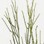 Twig Coral Spray