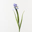 Iris Dutch