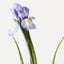 Iris Dutch