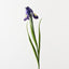Iris Dutch