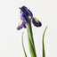 Iris Dutch