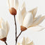 Magnolia Japanese Spray