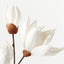 Magnolia Japanese Spray