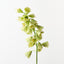 Fritillaria