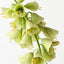 Fritillaria
