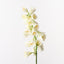 Fritillaria