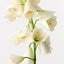 Fritillaria