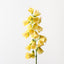 Fritillaria