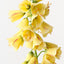 Fritillaria