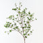 Enkianthus Leaf Spray