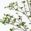 Enkianthus Leaf Spray