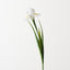 Iris Dutch