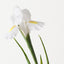Iris Dutch