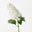 Hydrangea Cone