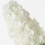 Hydrangea Cone