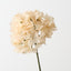 Hydrangea w/o Leaf