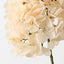Hydrangea w/o Leaf