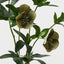 Hellebore Spray
