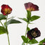 Hellebore Spray