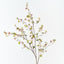 Enkianthus Leaf Spray