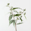 Eucalyptus Seed Spray