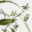 Eucalyptus Seed Spray