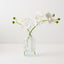 Orchid Phalaenopsis in Vase