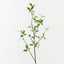 Pittosporum Leaf Spray