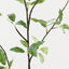 Pittosporum Leaf Spray