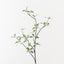 Pittosporum Leaf Spray
