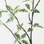Pittosporum Leaf Spray