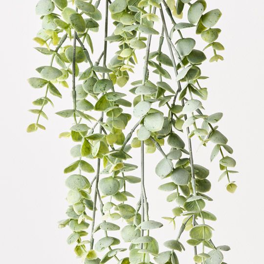 12 x Eucalyptus Hanging Bush