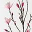 Magnolia Japanese Spray