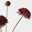 Dahlia Spray