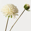 Dahlia Spray