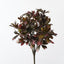 Schefflera Bush
