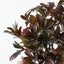 Schefflera Bush