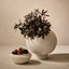 Schefflera Bush (Set of 6)