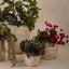 Schefflera Bush (Set of 6)