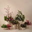 Schefflera Bush (Set of 6)