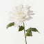 Dahlia