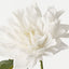 Dahlia