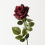 Rose Bettina