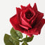 Rose Bettina