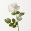 Rose Bettina